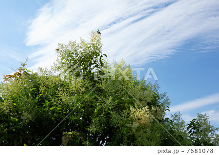 ネズミモチの白い花と蝶々と青い空 7681078