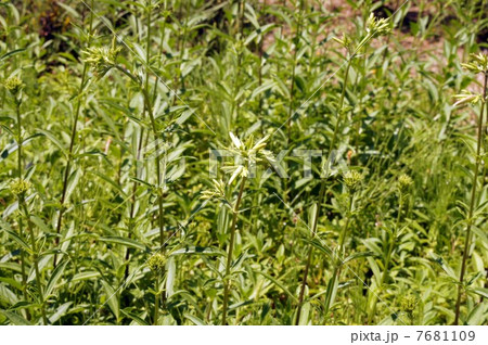 ソープワート ソープワート 7681109