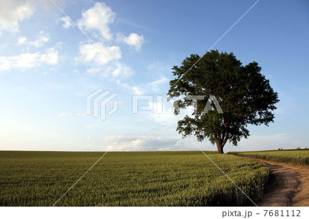 哲学の木 7681112