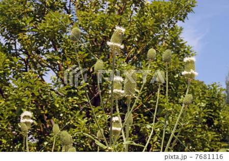 チーゼル 7681116