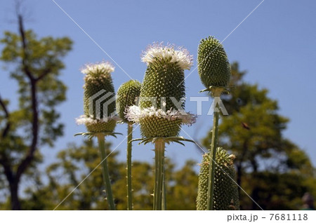 チーゼル 7681118