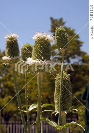 チーゼル チーゼル 7681119