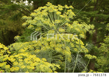 ディルの花 7681378