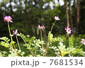 れんげ 7681534