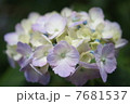 あじさい３ 7681537