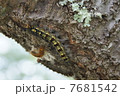 けむしむし 7681542