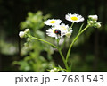 はるじおん 7681543