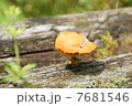 きのこのこ 7681546