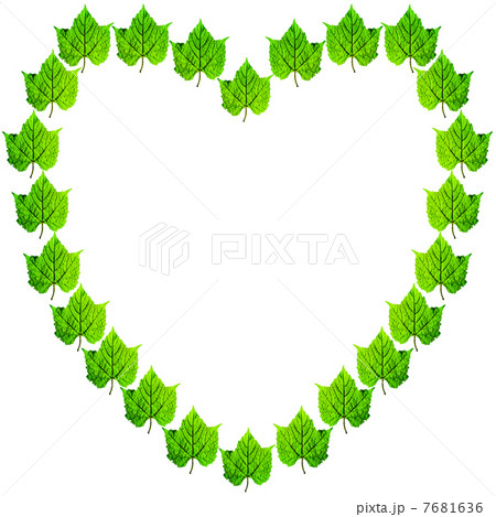 ノブドウ ノブドウ 7681636