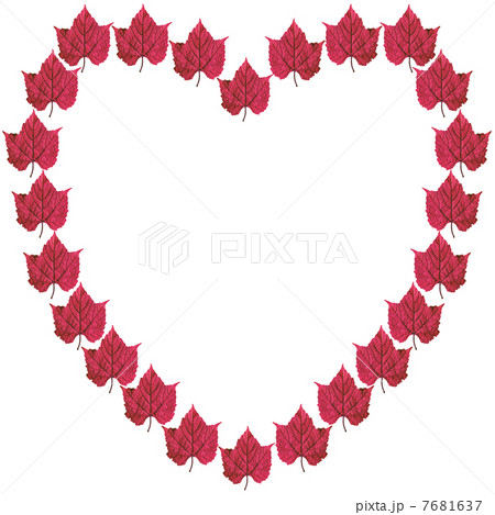 ノブドウ 7681637