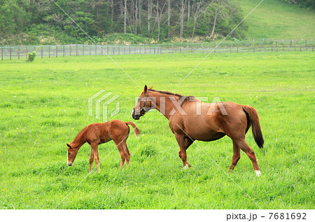 かわいい馬の赤ちゃん 馬の親子の写真素材