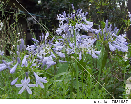 アガパンサス（紫君子蘭） 7681887