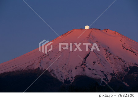 紅富士パール 紅富士パール 7682300