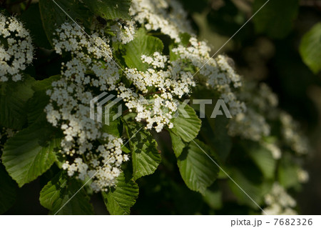ガマズミの花 7682326