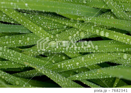 葉の上の水滴 7682341