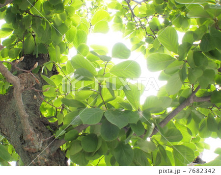 初夏のハクモクレンの木1 初夏のハクモクレンの木1 7682342