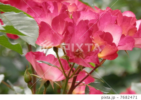 つるバラ カクテルの写真素材