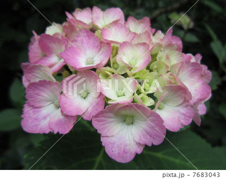紫陽花 紫陽花 7683043
