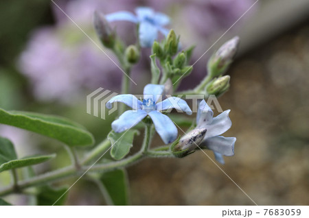 メキシカンセージ 7683059