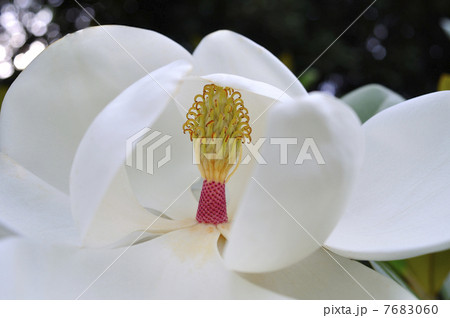 タイサンボクの花 7683060