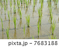 田植えのはじまった田んぼ 7683188