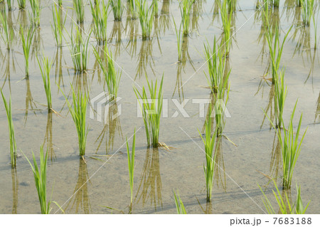 田植えのはじまった田んぼ 田植えのはじまった田んぼ 7683188