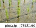 田植えのはじまった田んぼ 7683190