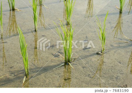 田植えのはじまった田んぼ 田植えのはじまった田んぼ 7683190