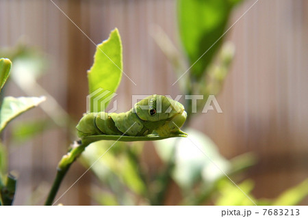 アゲハチョウの幼虫 アゲハチョウの幼虫 7683213