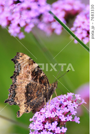 バーベナボナリエンシスとヒオドシチョウ 7683330