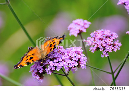 バーベナボナリエンシスとヒオドシチョウ バーベナボナリエンシスとヒオドシチョウ 7683333
