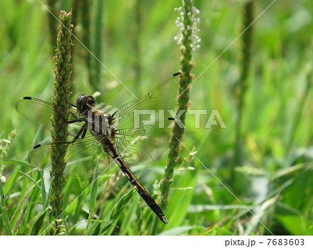 シオカラトンボの雌 シオカラトンボの雌 7683603
