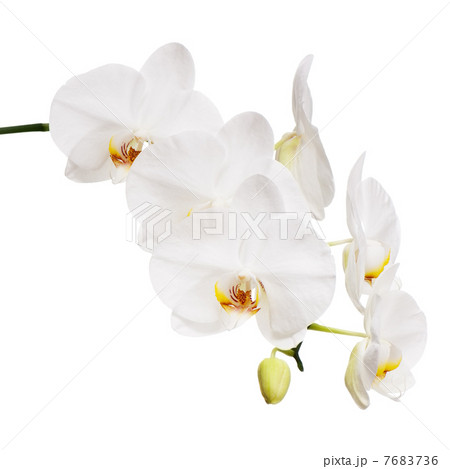 White orchid isolated on white background. 7683736