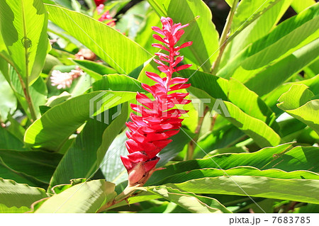 レッドジンジャー 7683785
