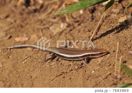 ニホントカゲ 7683869