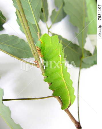 ヤママユガ（天蚕）の幼虫 7684107