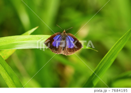 ムラサキシジミ 7684195