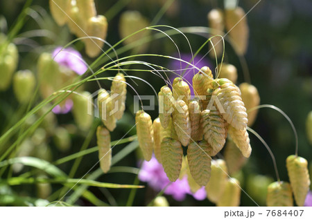 コバンソウ（小判草） 7684407