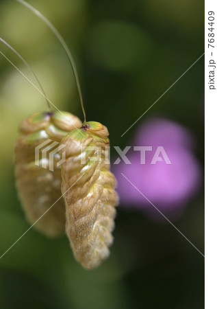 コバンソウ（小判草） 7684409