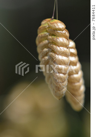 コバンソウ（小判草） 7684411