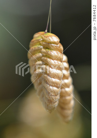 コバンソウ（小判草） 7684412