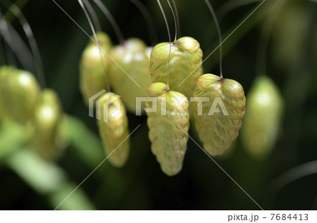 コバンソウ(小判草) コバンソウ(小判草) 7684413