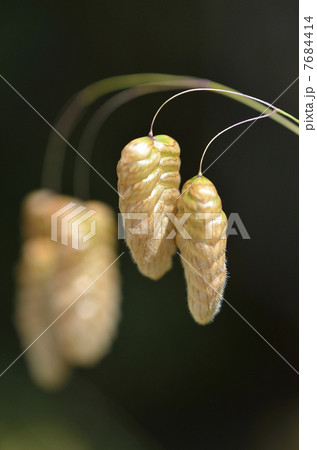 コバンソウ(小判草) コバンソウ(小判草) 7684414
