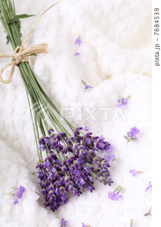 ラベンダー ラベンダー 7684539