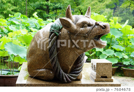 三室戸寺の狛牛 三室戸寺の狛牛 7684678