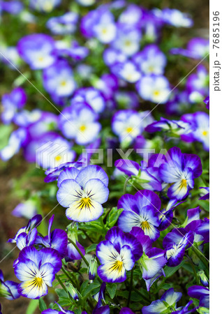 パンジー 7685196