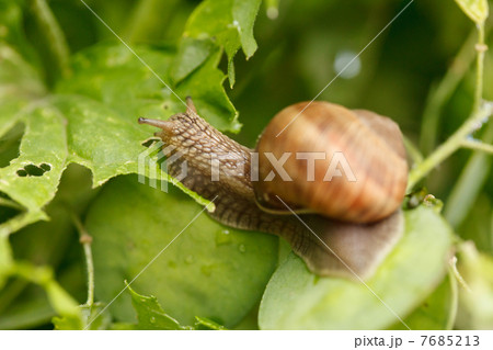 Snail in the garden Snail in the garden 7685213