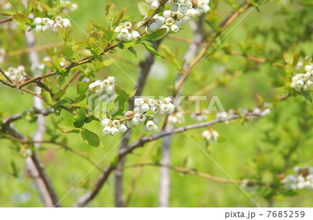 ブルーベリーの花　ブルーベリーの白い花 7685259