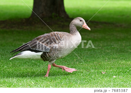 homemade goose on a green lawn 7685387