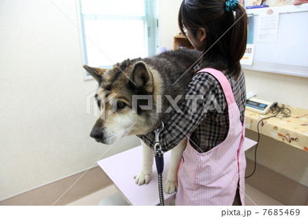 ペットクリニック 7685469
